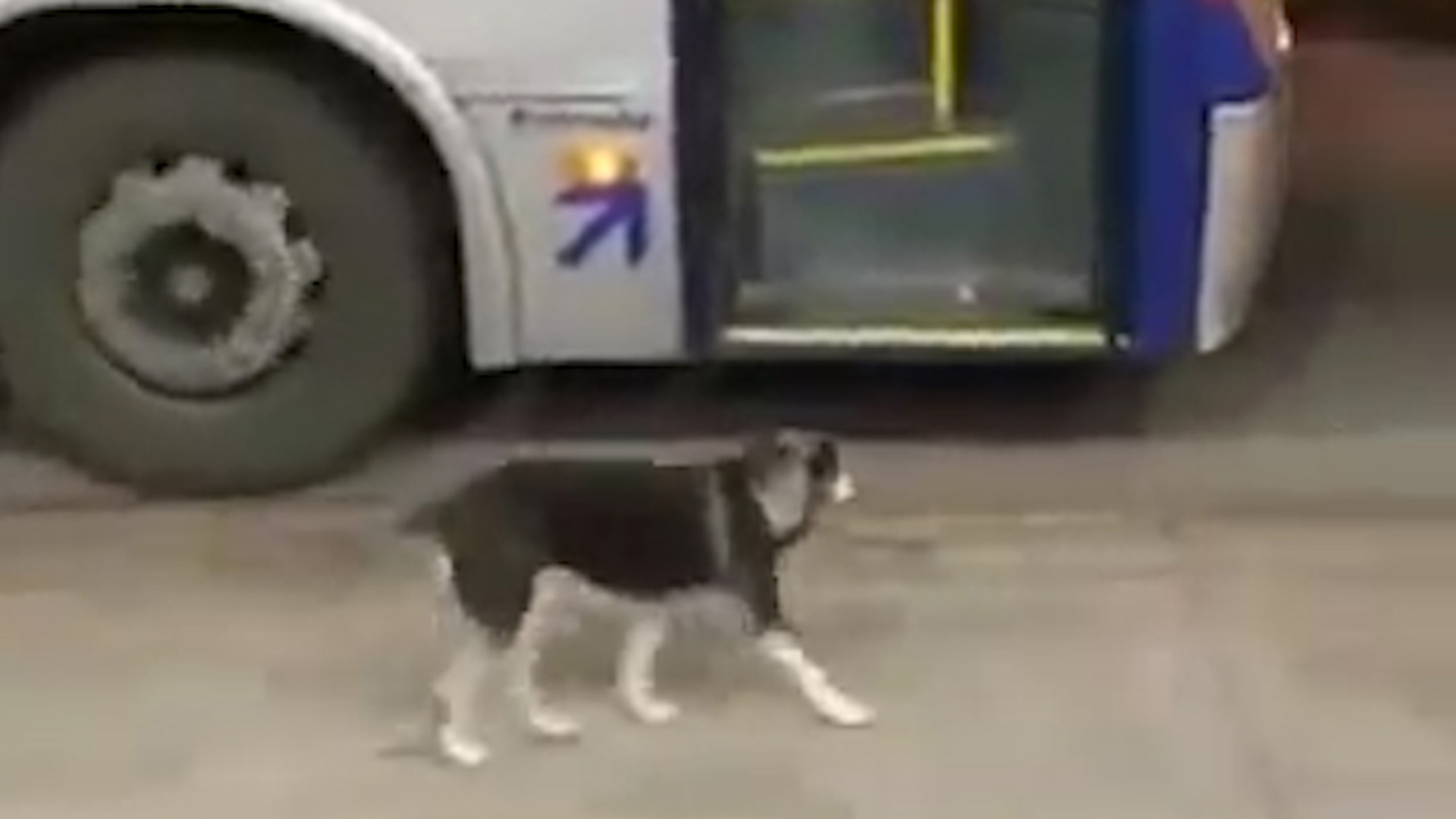 VIDEO: un perro espera todos los días a un colectivero que le regala comida