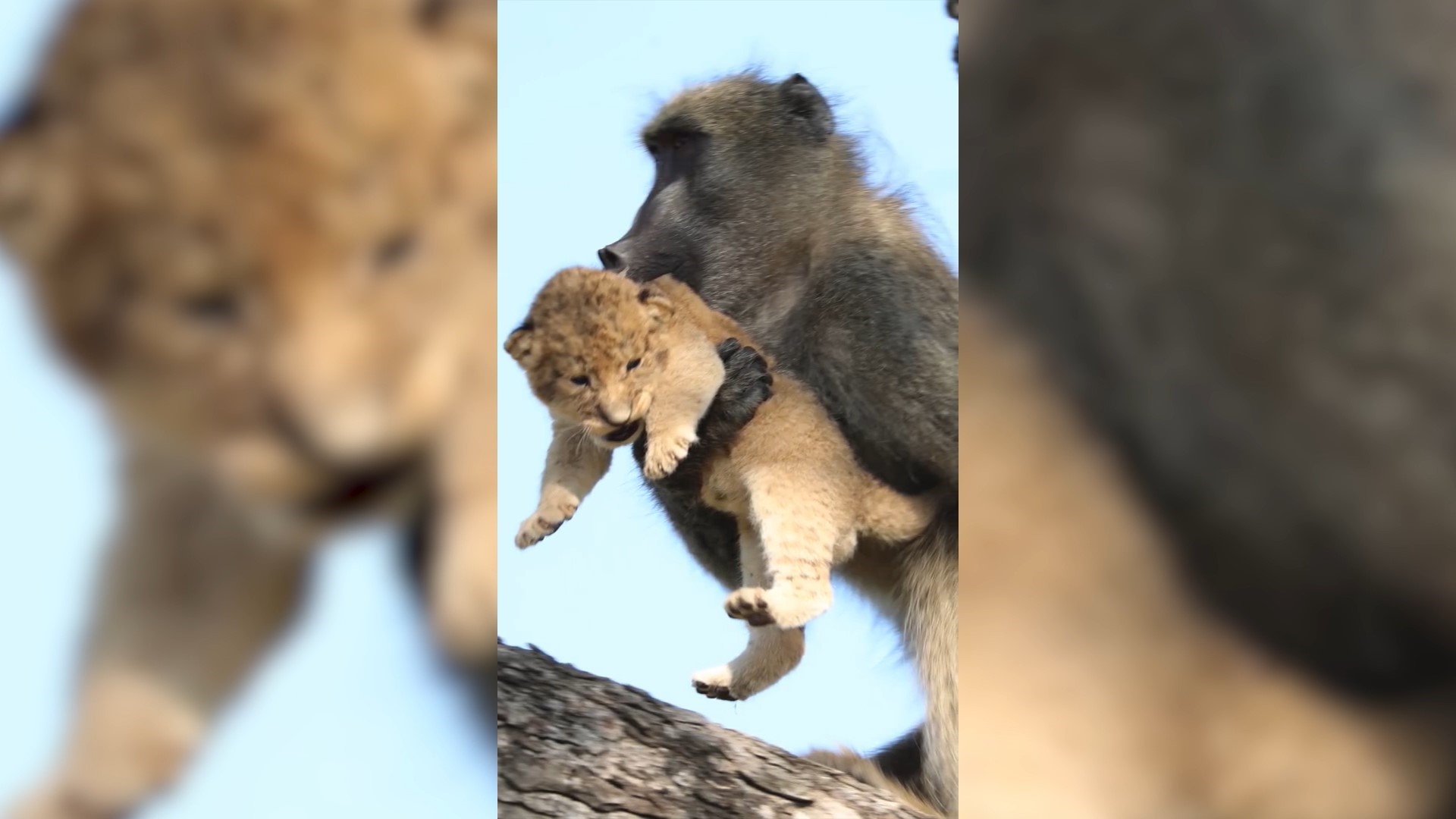 El curioso momento en que un babuino tomó y acarició a una cría de león en  un safari de Sudáfrica - Infobae