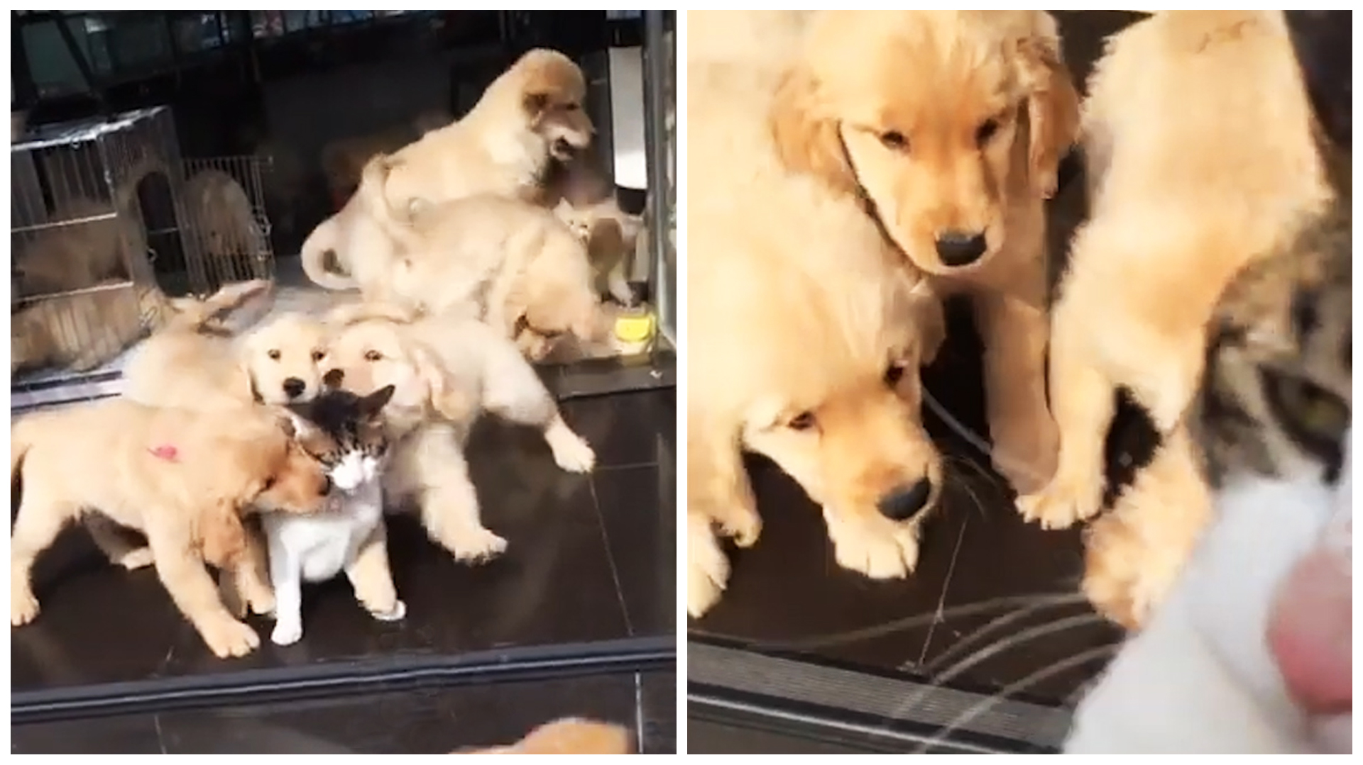 Una Docena Cachorro