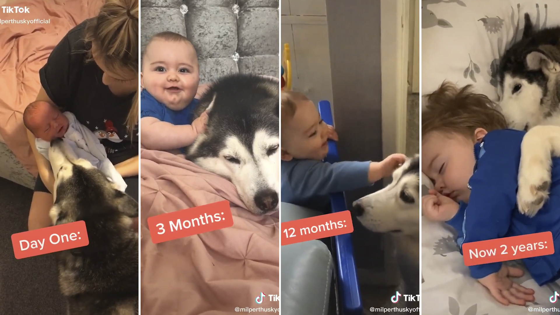 Un perro se monta en la sillita de un bebé y se hace viral