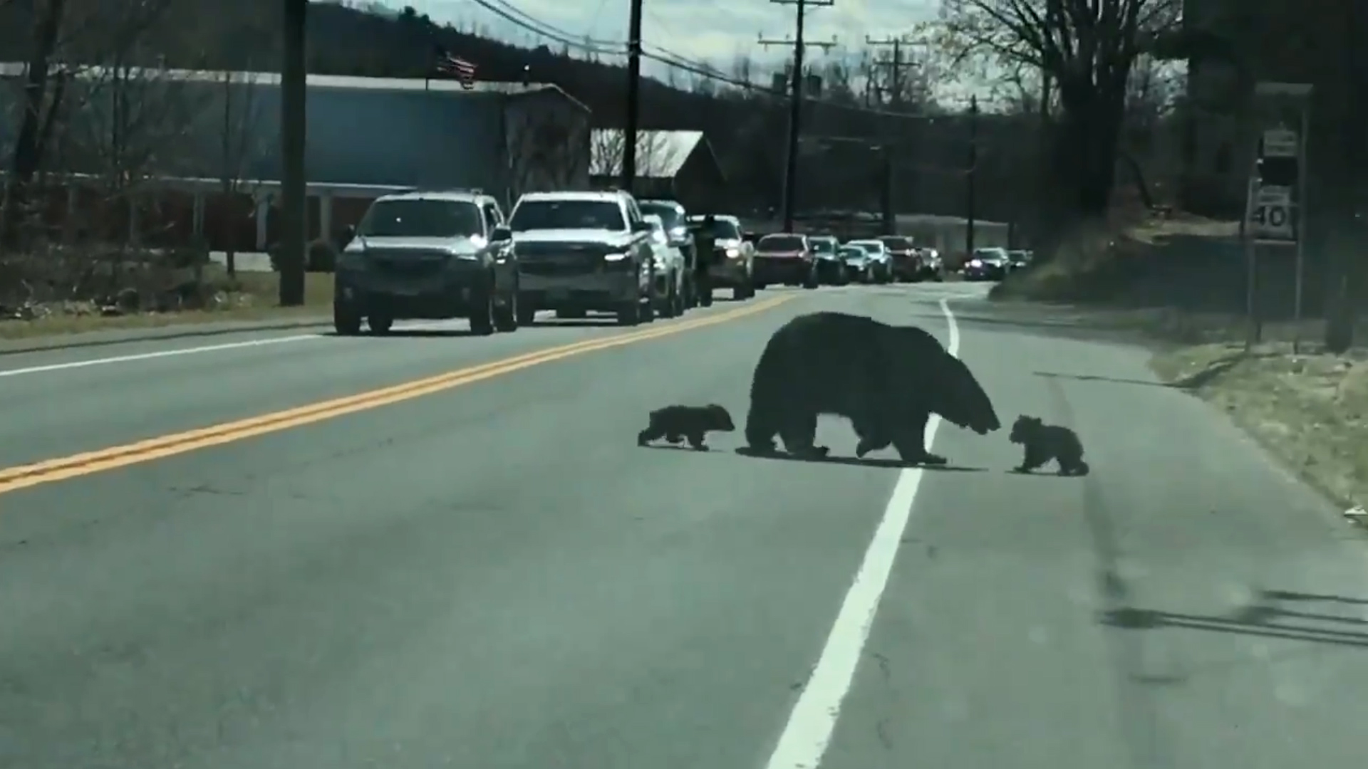 El divertido video de los problemas de una mamá oso para cruzar la calle con sus cachorros traviesos