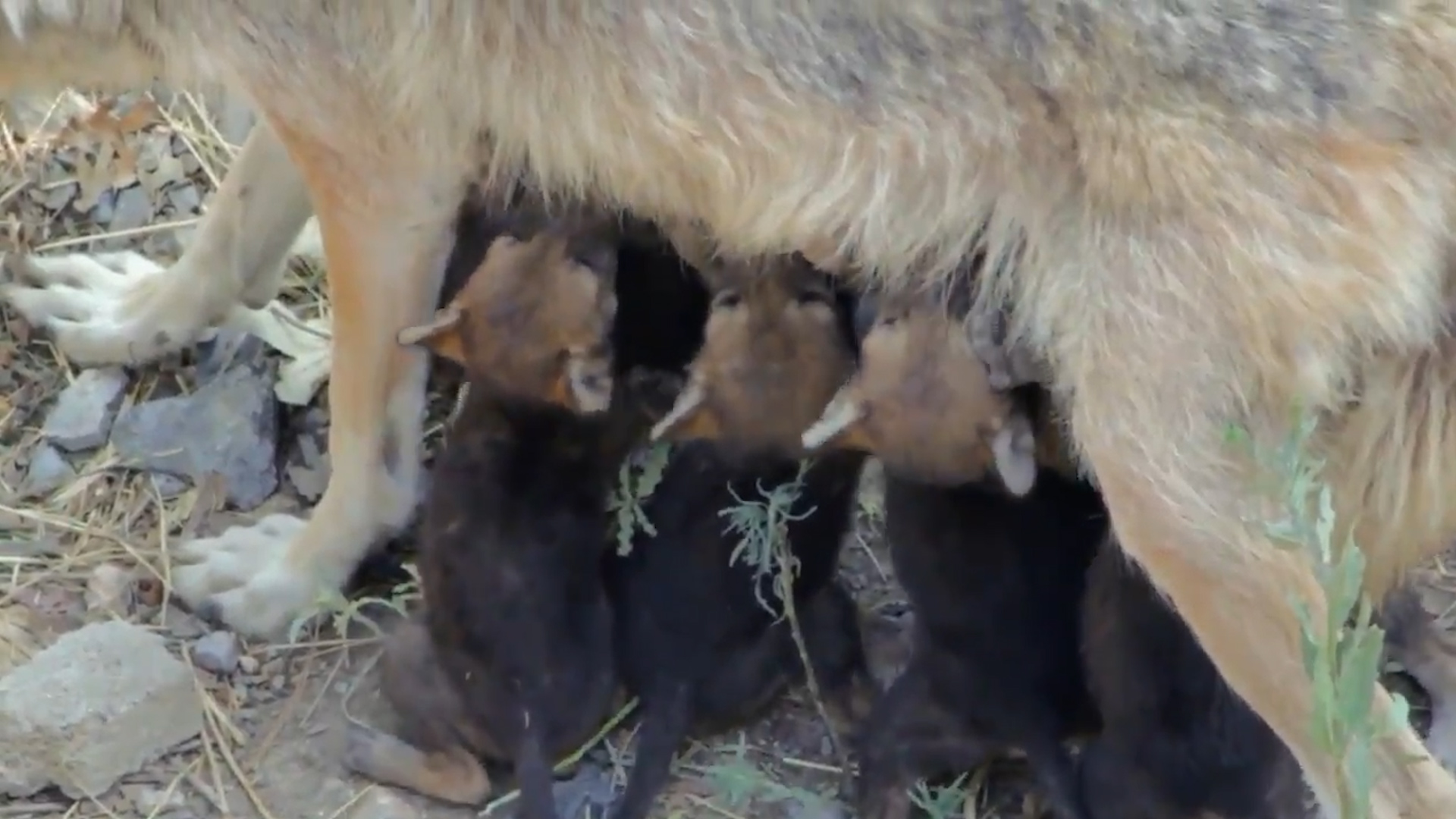 Nacieron ocho crías de lobo gris en Saltillo, especie erradicada en  libertad - Infobae