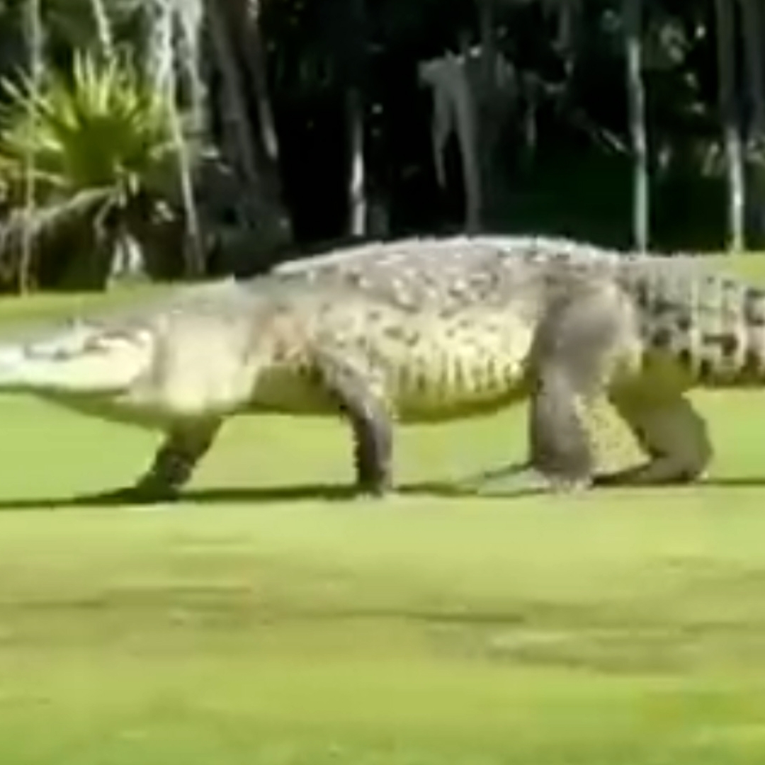 Un cocodrilo gigante aterrorizó a turistas estadounidenses en un campo de  golf en Cancún - Infobae