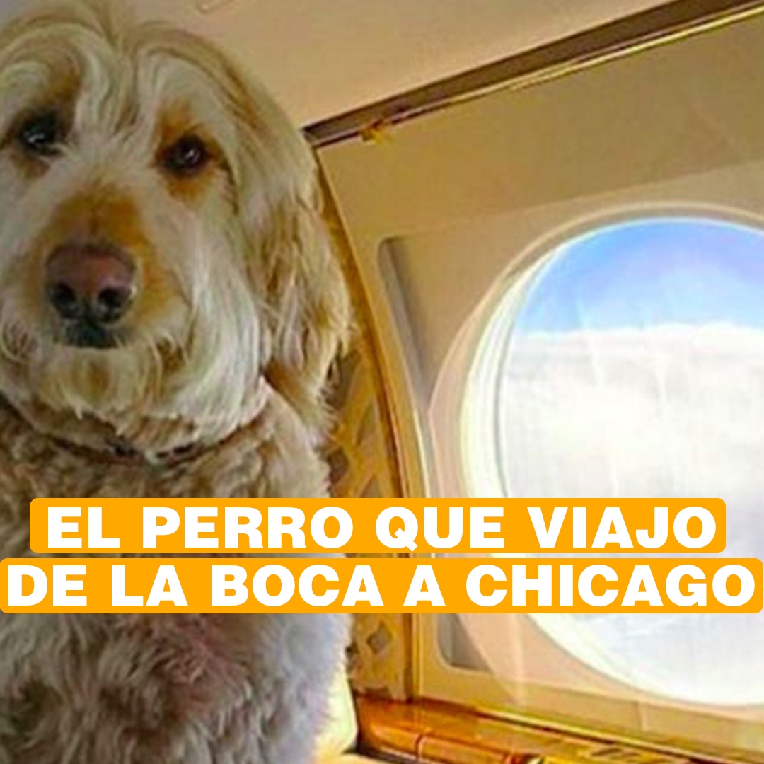 Tango El Perro Que Viajo De La Boca A Chicago Y Ahora Pasea En Limusina Infobae