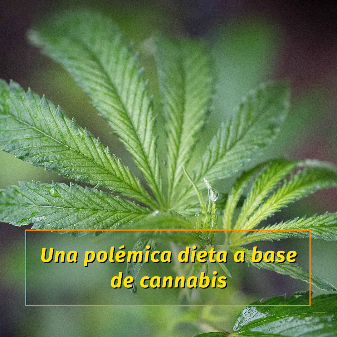 La marihuana para bajar de peso