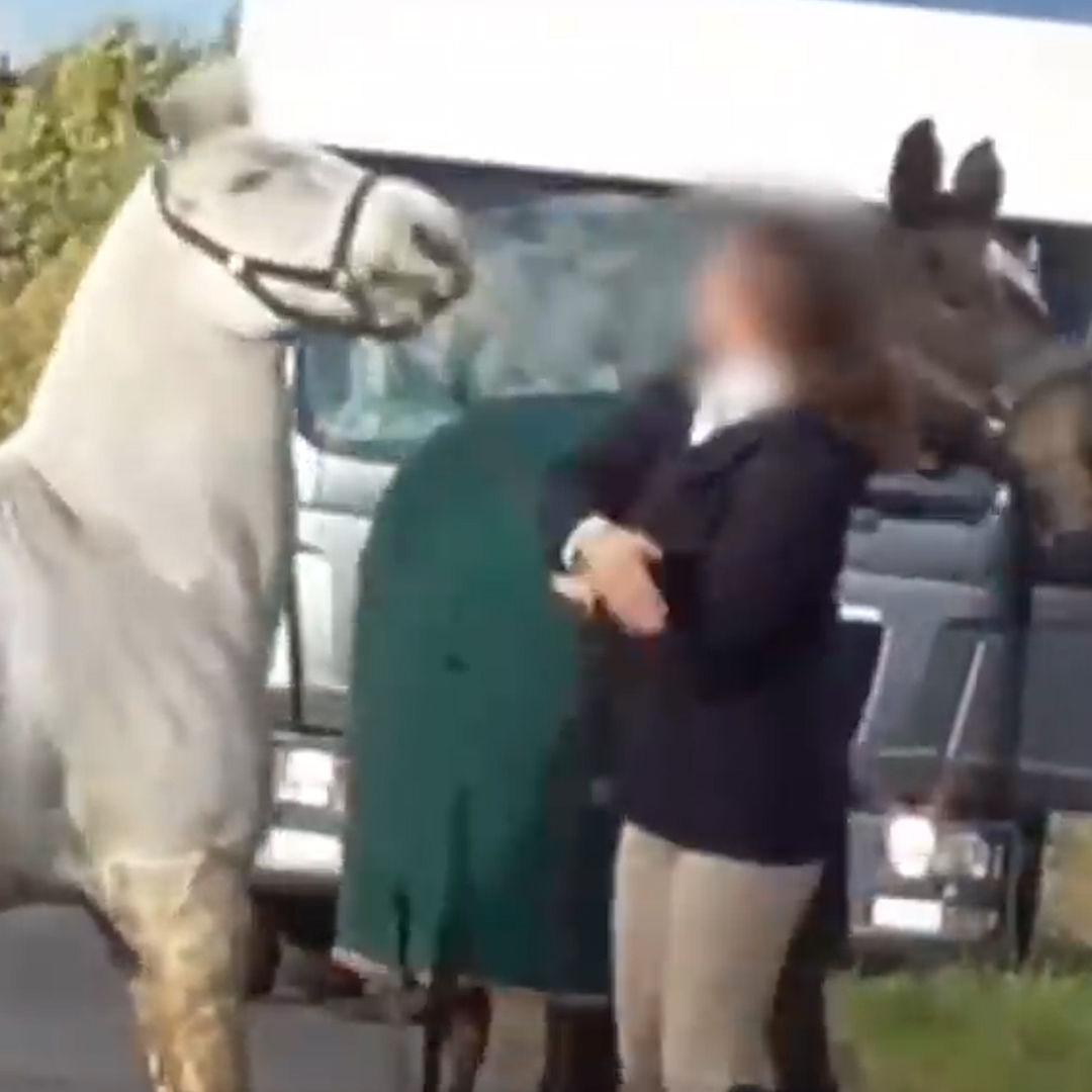 Caballo se coje a una mujer