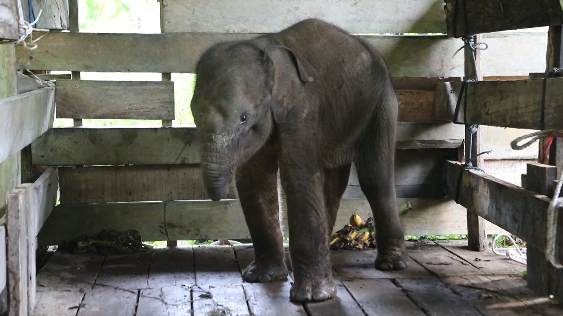 Murió la cría de elefante cuya trompa fue mutilada por una celada de cazadores en Indonesia - Infobae
