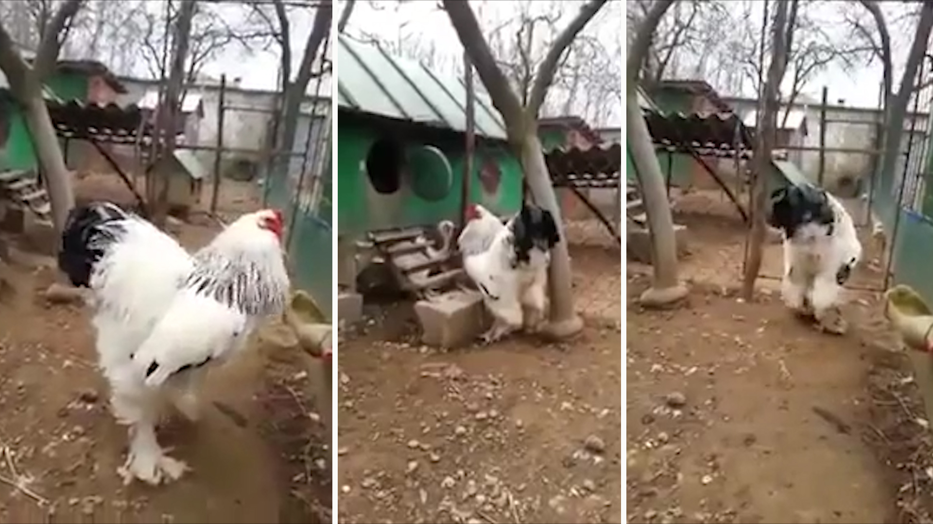 cuanto pesa un gallo