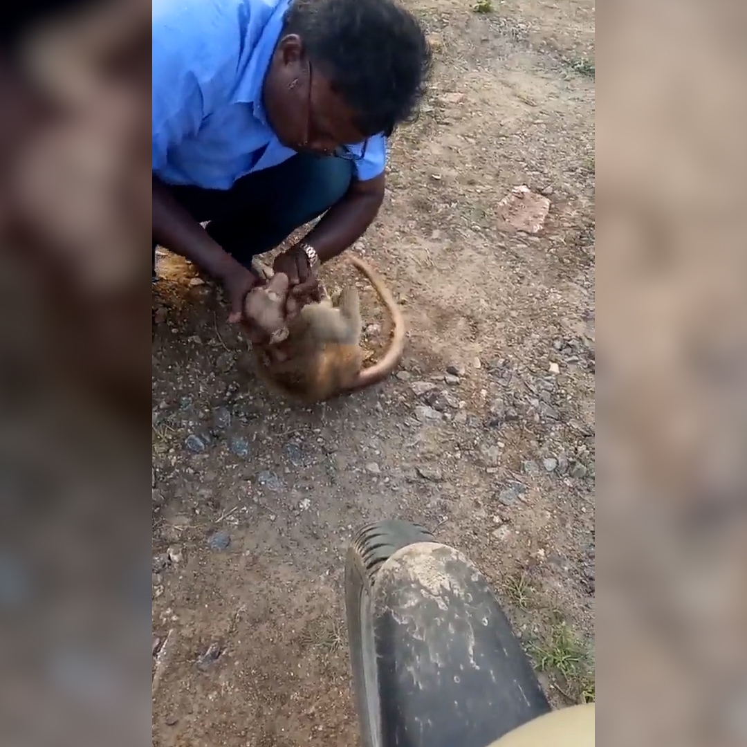 Video: un taxista indio resucitó a un mono con respiración de boca a boca -  Infobae